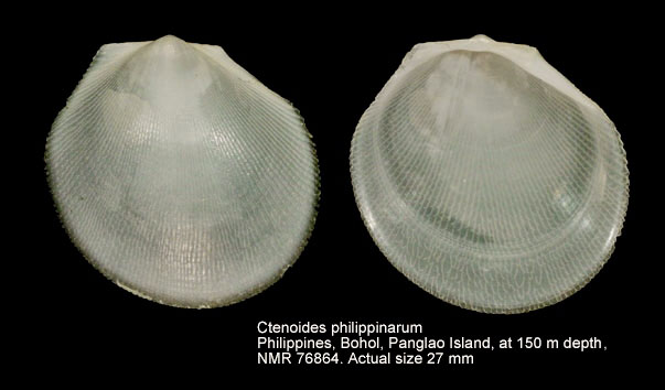 Ctenoides philippinarum.jpg - Ctenoides philippinarumMasahito & Habe,1978